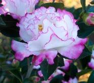 October Magic® Inspiration™ Camellia, Camellia sasanqua 'Green 97-039'